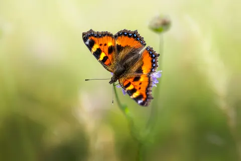 Vlinder 4K-achtergrond · animals · 3840×2560