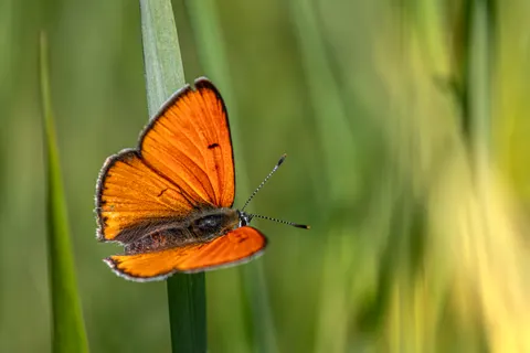 Butterfly 4K Wallpaper · animals · 3840×2560