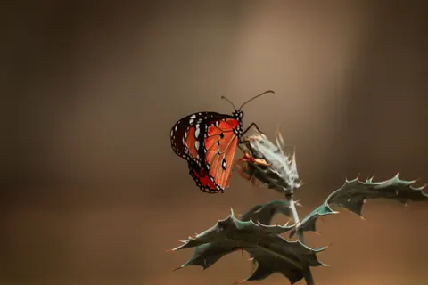 Butterfly 4K Wallpaper · animals · 3840×2560