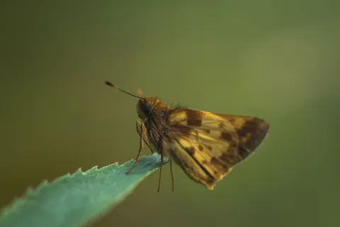 Tapeta Motyl 4K · animals · 3840×2563