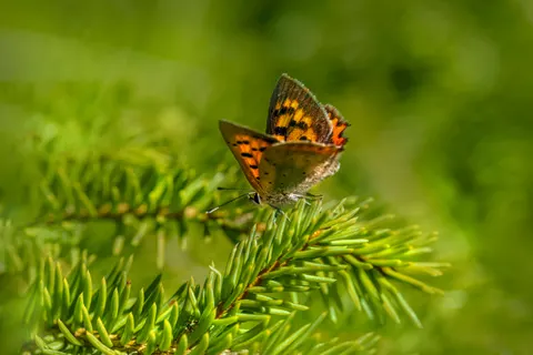 Butterfly 4K Wallpaper · animals · 3840×2560