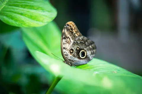 Butterfly 4K Wallpaper · animals · 3840×2555