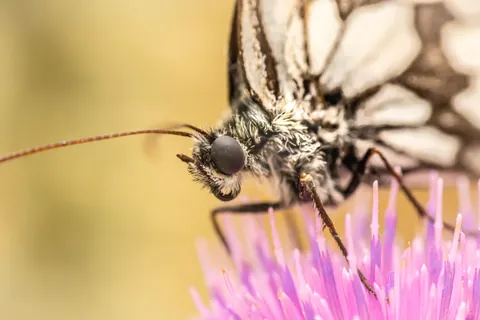 Butterfly 4K Wallpaper · animals · 3840×2560