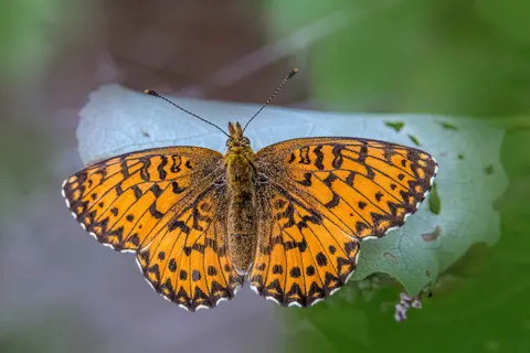 والپیپر پروانه با کیفیت 4K · animals · 3840×2560