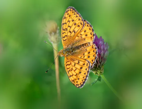 Butterfly 4K Wallpaper · animals · 3840×2953