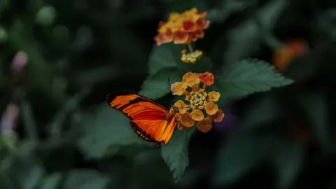 Butterfly 4K Wallpaper · animals · 3840×2160
