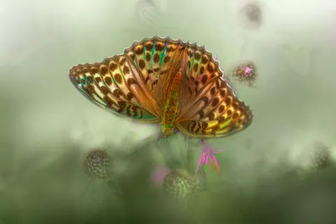 Butterfly 4K Wallpaper · animals · 3840×2560