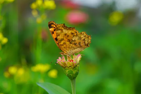 Butterfly 4K Wallpaper · animals · 3840×2561