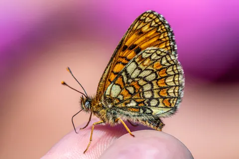 Butterfly 4K Wallpaper · animals · 3840×2560