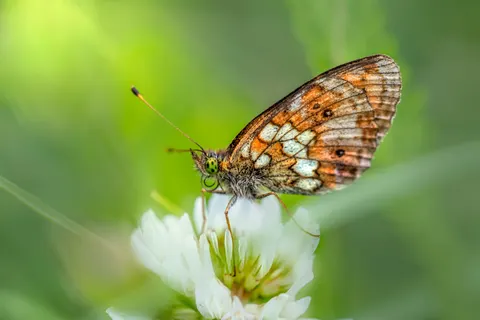 Butterfly 4K Wallpaper · animals · 3840×2560