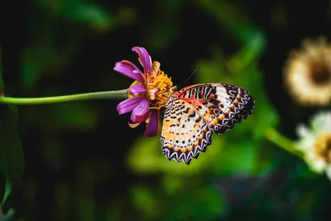 Butterfly 4K Wallpaper · animals · 3840×2560