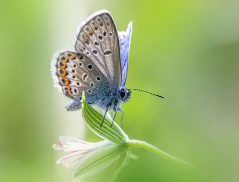 Butterfly 4K Wallpaper · animals · 3840×2920