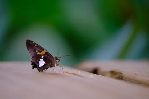 والپیپر پروانه با کیفیت 4K · animals · 3840×2560