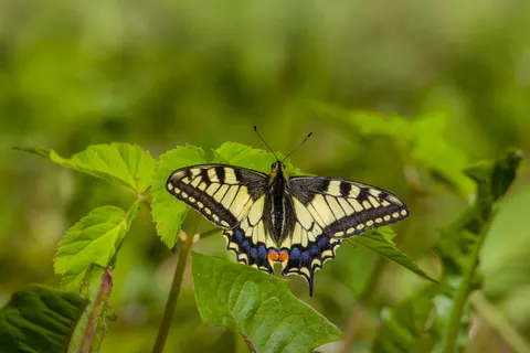 Butterfly 4K Wallpaper · animals · 3840×2564