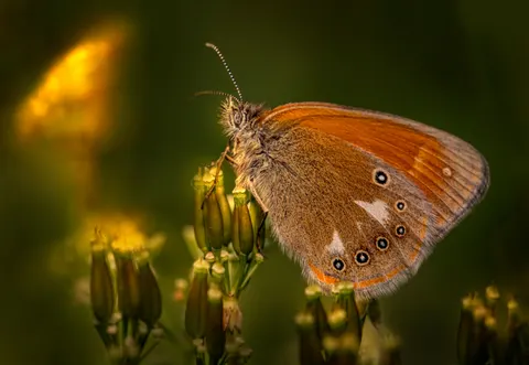 Vlinder 4K-achtergrond · animals · 3840×2648