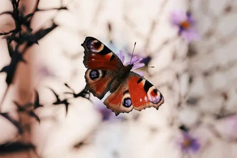 Butterfly 4K Wallpaper · animals · 3840×2560