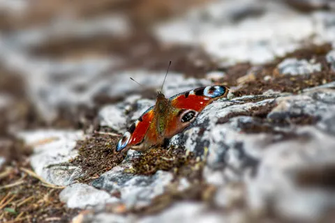 Butterfly 4K Wallpaper · animals · 3840×2560