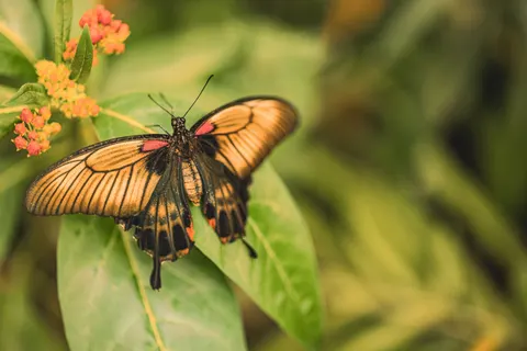 Tapeta Motyl 4K · animals · 3840×2560