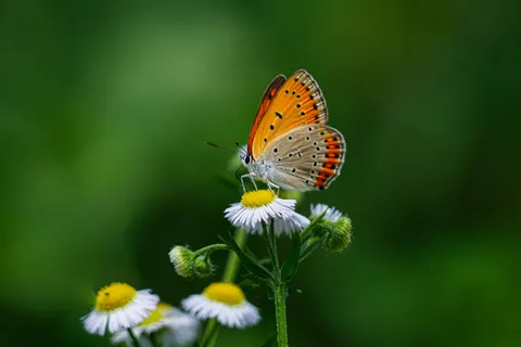 Vlinder 4K-achtergrond · animals · 3840×2561