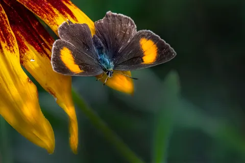 Butterfly 4K Wallpaper · animals · 3840×2560