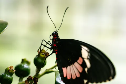 Butterfly 4K Wallpaper · animals · 3840×2560