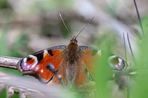 Butterfly 4K Wallpaper · animals · 3840×2560