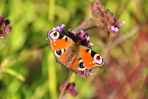 Butterfly 4K Wallpaper · animals · 3840×2560