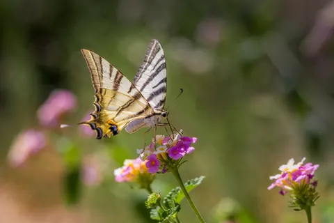 Butterfly 4K Wallpaper · animals · 3840×2564