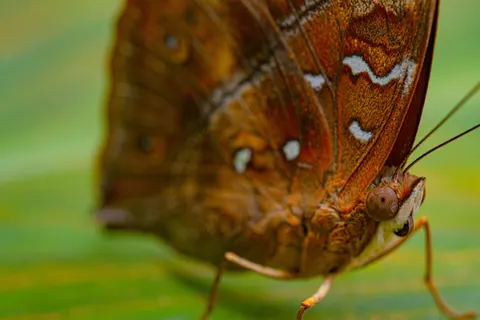 Butterfly 4K Wallpaper · animals · 3840×2560