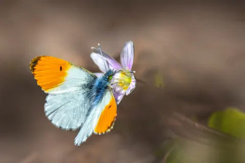 Butterfly 4K Wallpaper · animals · 3840×2560