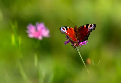 Butterfly 4K Wallpaper · animals · 3840×2635