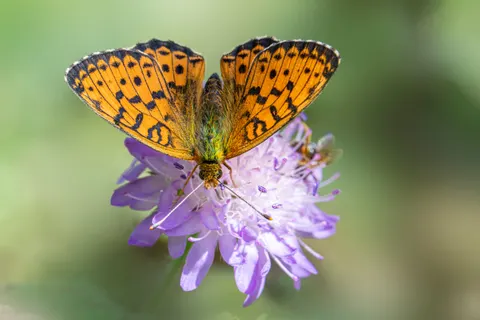 Butterfly 4K Wallpaper · animals · 3840×2560