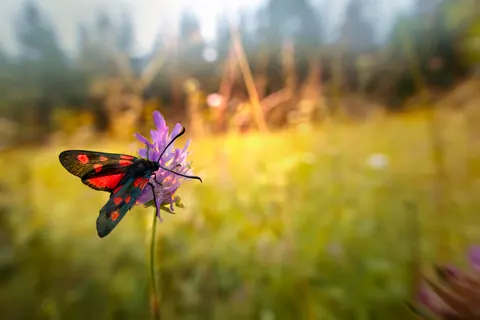 Butterfly 4K Wallpaper · animals · 3840×2560