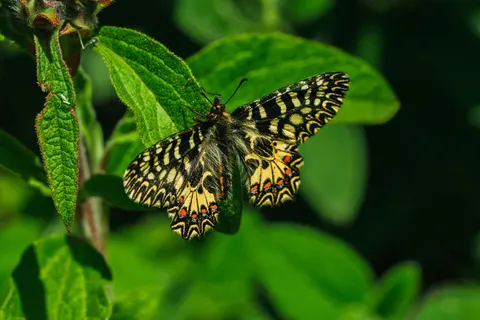 Tapeta Motyl 4K · animals · 3840×2560