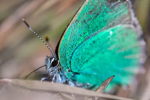 Butterfly 4K Wallpaper · animals · 3840×2560