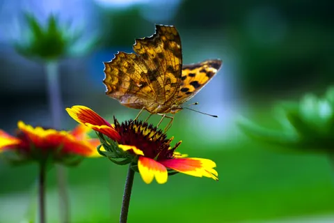 Butterfly 4K Wallpaper · animals · 3840×2561