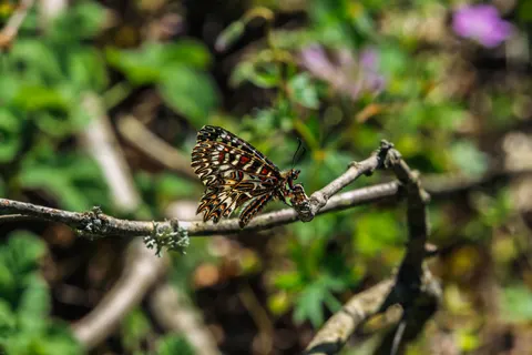 Butterfly 4K Wallpaper · animals · 3840×2560