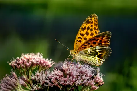 Butterfly 4K Wallpaper · animals · 3840×2560