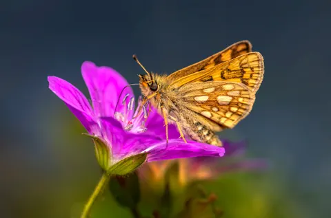 Butterfly 4K Wallpaper · animals · 3840×2533
