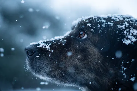 Tapeta Niedźwiedź polarny 4K · animals · 3840×2560