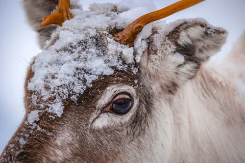 Обои Белый медведь 4K · animals · 3840×2560