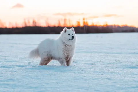 Polar Bear 4K Wallpaper · animals · 3840×2560