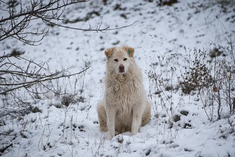 Polar Bear 4K Wallpaper · animals · 3840×2560