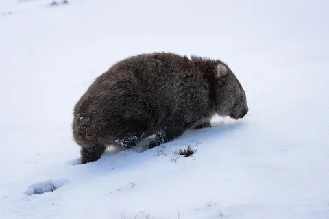 Sfondo Orso polare 4K · animals · 3840×2560