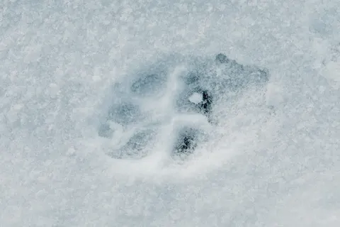 Polar Bear 4K Wallpaper · animals · 3840×2560