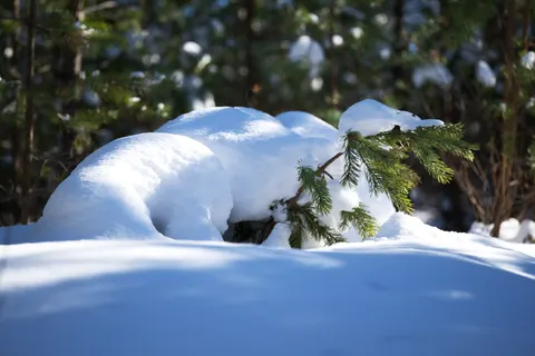Polar Bear 4K Wallpaper · animals · 3840×2560