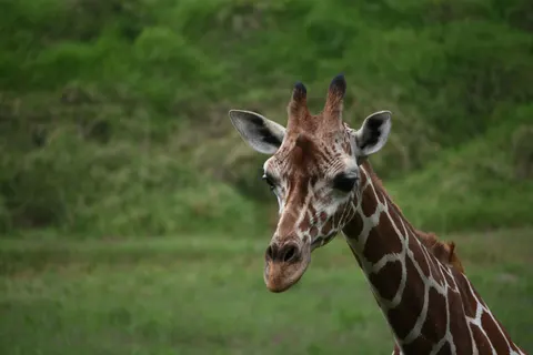 Giraffe 4K Wallpaper · animals · 3840×2560