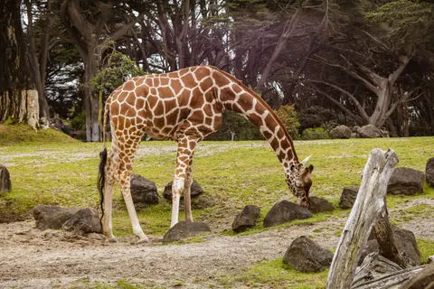 Giraffe 4K Hintergrundbild · animals · 3840×2560