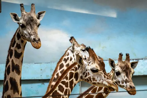 Giraffe 4K Wallpaper · animals · 3840×2560