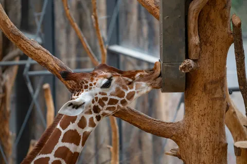 Giraffe 4K Wallpaper · animals · 3840×2561